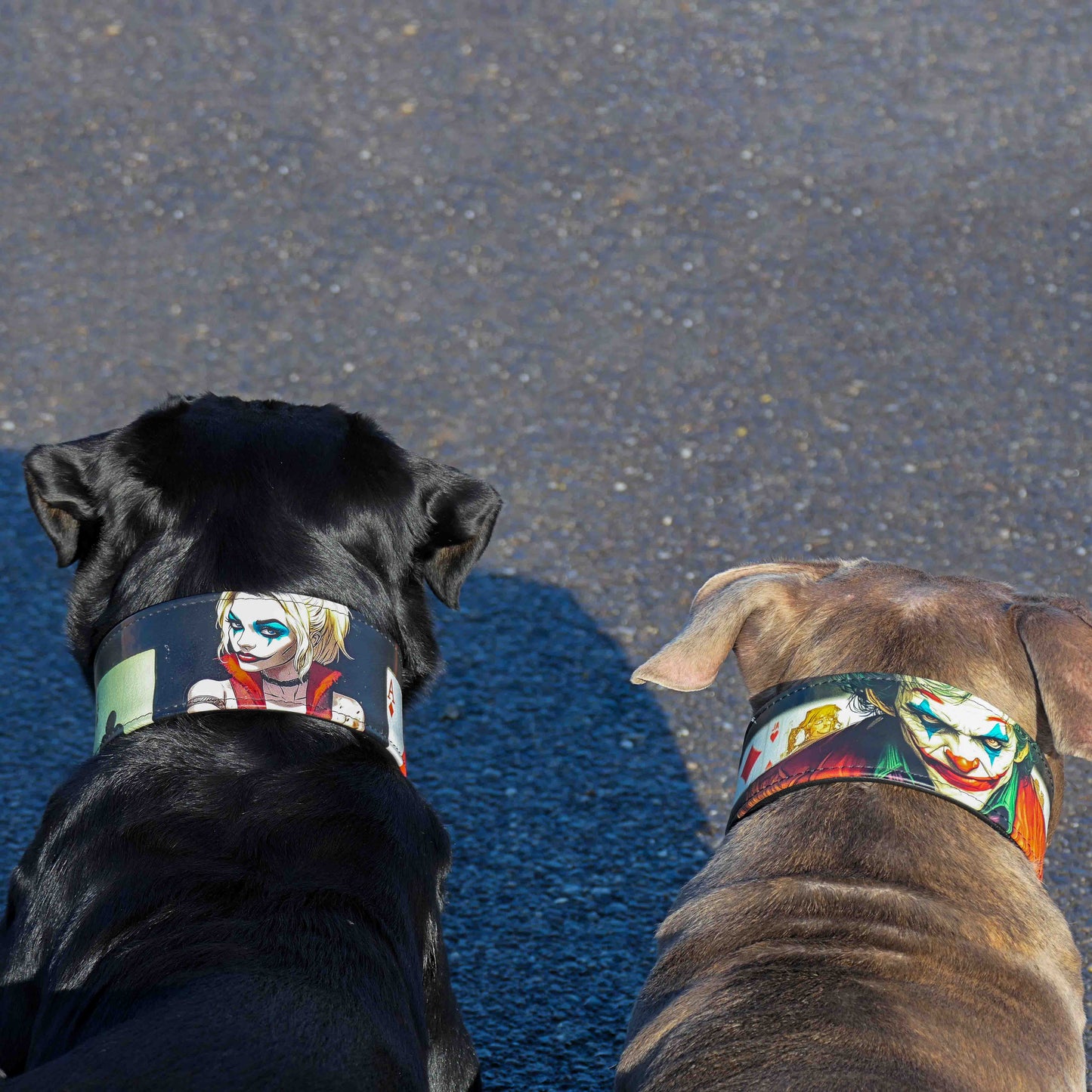 The Harley Limited Collar-3