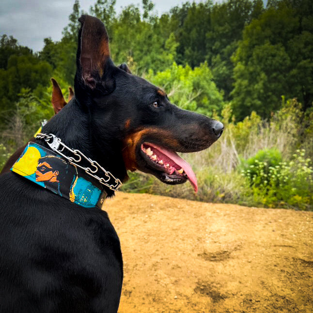 The BCW Limited Collar-2